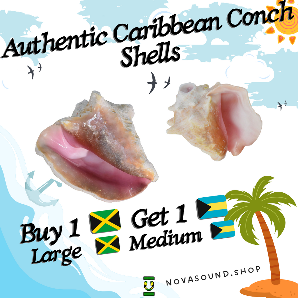 Authentic Caribbean Conch Shells #OceanHorns! Nova Available in Two Sizes from Two Nations! 🐚 🇯🇲  🇧🇸 🐚