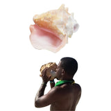 Conch Shell Ocean Horn 5-10+ Inches 🐚 - Nova Sound