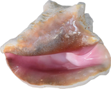 Conch Shell Ocean Horn 5-10+ Inches 🐚 - Nova Sound