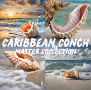 Introducing the  Caribbean Conch Master Collection, showcasing Instrument Patches, Percussion, and Sound FX.