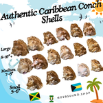 Conch Shell Ocean Horn 5-10+ Inches 🐚 - Nova Sound
