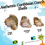 Conch Shell Ocean Horn 5-10+ Inches 🐚 - Nova Sound
