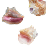 Authentic Caribbean Conch Shell Horn Ocean Trumpet 6-9 Inchs 🐚 - Nova Sound