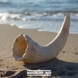 Caribbean Conch Shell Master Collection - Instruments and Sound FX