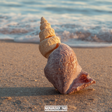Caribbean Conch Shell Master Collection - Instruments and Sound FX