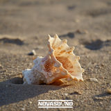 Caribbean Conch Shell Master Collection - Instruments and Sound FX