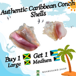 Authentic Caribbean Conch Shell Horn Ocean Trumpet 6-9 Inchs 🐚 - Nova Sound