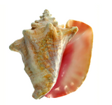 Conch Shell Ocean Horn 5-10+ Inches 🐚 - Nova Sound