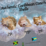 Conch Shell Ocean Horn 5-10+ Inches 🐚 - Nova Sound