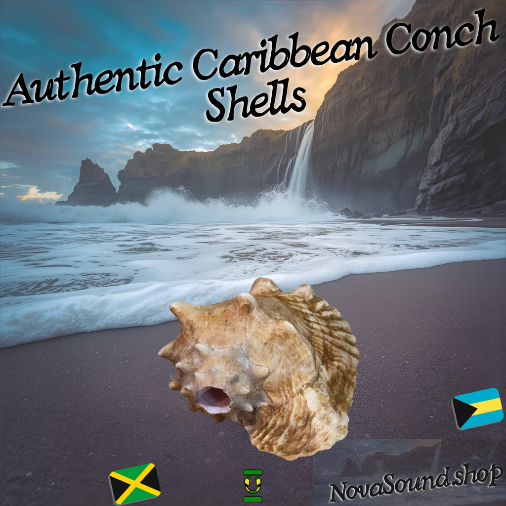 Conch Shell Ocean Horn 5-10+ Inches 🐚 - Nova Sound – NovaSoundTechnology