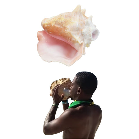 Conch Shell Ocean Horn 5-10+ Inches 🐚 - Nova Sound