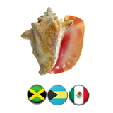Authentic Caribbean Conch Shell Horn Ocean Trumpet 5-10+ Inches 🐚 - Nova Sound