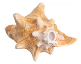 Conch Shell Ocean Horn 5-10+ Inches 🐚 - Nova Sound