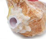 Conch Shell Ocean Horn 5-10+ Inches 🐚 - Nova Sound