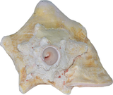 Conch Shell Ocean Horn 5-10+ Inches 🐚 - Nova Sound