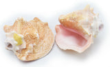 Conch Shell Ocean Horn 5-10+ Inches 🐚 - Nova Sound